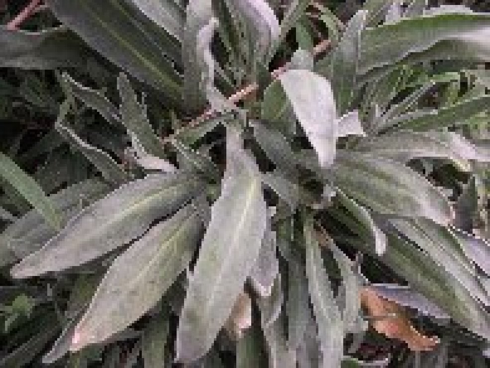 aiola-20101226 006